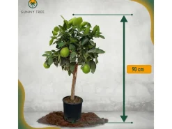 Töpfe<Sunny-Tree Limettenbaum Große 90 Zentimeter Citrus Aurantifolia Obstbaum Fruchtbildend 3 Jähriger Limettenbaum
