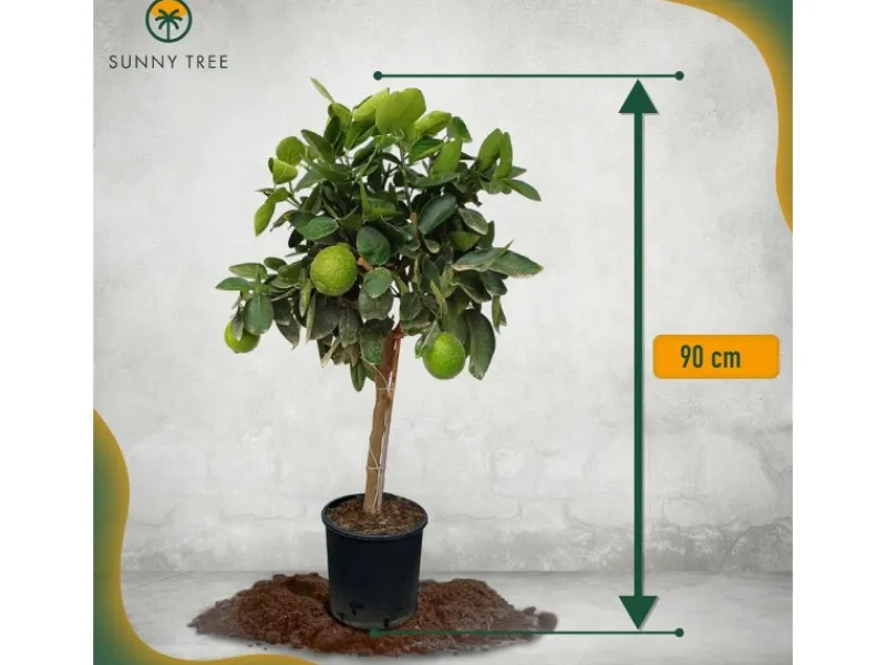 Töpfe<Sunny-Tree Limettenbaum Große 90 Zentimeter Citrus Aurantifolia Obstbaum Fruchtbildend 3 Jähriger Limettenbaum