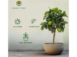 Töpfe<Sunny-Tree Limettenbaum Große 90 Zentimeter Citrus Aurantifolia Obstbaum Fruchtbildend 3 Jähriger Limettenbaum
