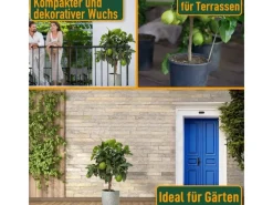 Töpfe<Sunny-Tree Limettenbaum Große 90 Zentimeter Citrus Aurantifolia Obstbaum Fruchtbildend 3 Jähriger Limettenbaum