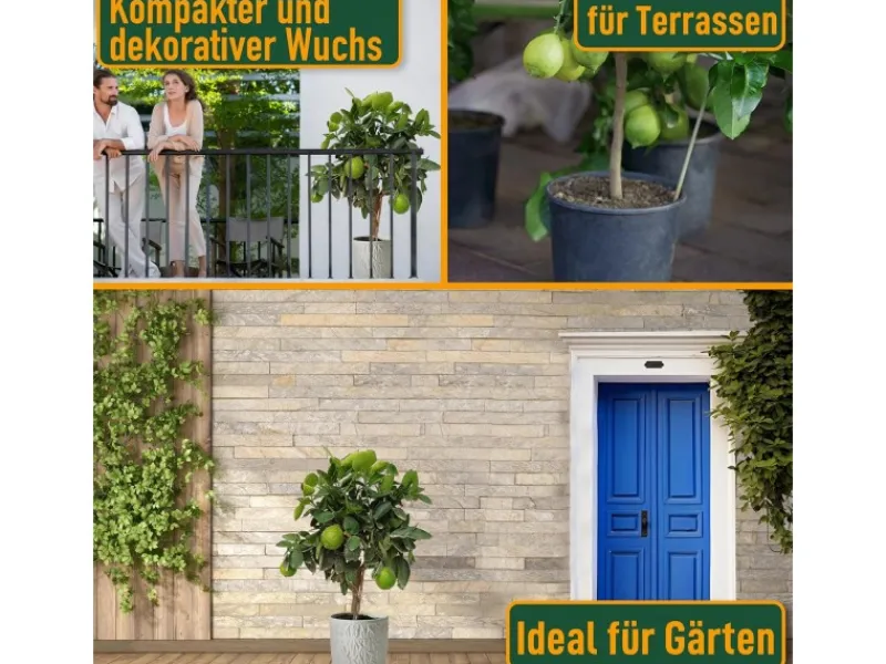 Töpfe<Sunny-Tree Limettenbaum Große 90 Zentimeter Citrus Aurantifolia Obstbaum Fruchtbildend 3 Jähriger Limettenbaum