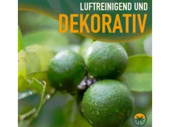 Töpfe<Sunny-Tree Limettenbaum Große 90 Zentimeter Citrus Aurantifolia Obstbaum Fruchtbildend 3 Jähriger Limettenbaum