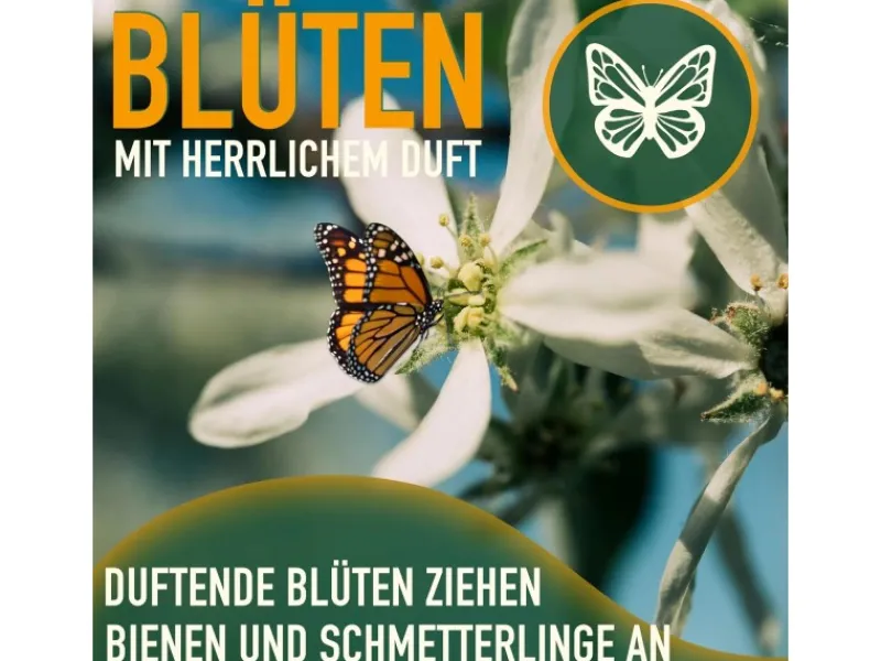 Töpfe<Sunny-Tree Limettenbaum Große 90 Zentimeter Citrus Aurantifolia Obstbaum Fruchtbildend 3 Jähriger Limettenbaum