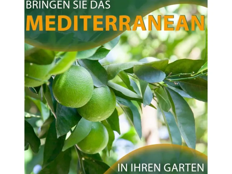 Töpfe<Sunny-Tree Limettenbaum Große 90 Zentimeter Citrus Aurantifolia Obstbaum Fruchtbildend 3 Jähriger Limettenbaum
