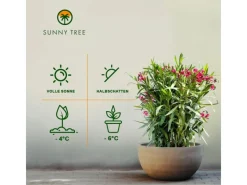 Sunny-Tree Oleander Farbe Rot 80/100 cm Nerium Oleander Pflanze für Draußen Immergrün im Winter Mediterrane Pflanze< Töpfe