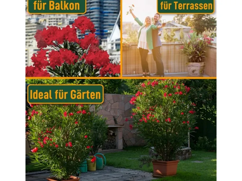 Sunny-Tree Oleander Farbe Rot 80/100 cm Nerium Oleander Pflanze für Draußen Immergrün im Winter Mediterrane Pflanze< Töpfe