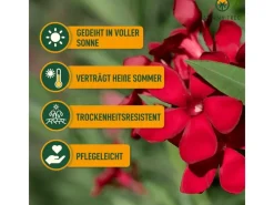 Sunny-Tree Oleander Farbe Rot 80/100 cm Nerium Oleander Pflanze für Draußen Immergrün im Winter Mediterrane Pflanze< Töpfe