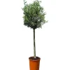 New Sunny-Tree  Olivenbaum 8 Jahre alt 130 Zentimeter Hoch Olea Europea Winterhart Bis -18° Fruchtbildend - Obstbaum Sonnige Standorte
