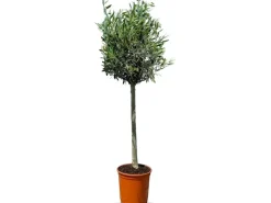 New Sunny-Tree Olivenbaum 8 Jahre alt 130 Zentimeter Hoch Olea Europea Winterhart Bis -18° Fruchtbildend - Obstbaum Sonnige Standorte