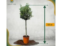 New Sunny-Tree  Olivenbaum 8 Jahre alt 130 Zentimeter Hoch Olea Europea Winterhart Bis -18° Fruchtbildend - Obstbaum Sonnige Standorte