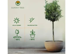 New Sunny-Tree  Olivenbaum 8 Jahre alt 130 Zentimeter Hoch Olea Europea Winterhart Bis -18° Fruchtbildend - Obstbaum Sonnige Standorte