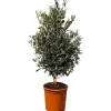 Sunny-Tree  Olivenbaum Olea Europea In Strauchform Höhe 100-120 Cm Inkl. Topf Winterhart Bis -18° Immergrün< Töpfe