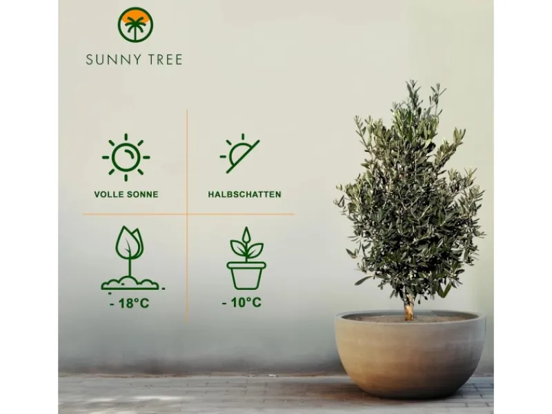 Sunny-Tree Olivenbaum Olea Europea In Strauchform Höhe 100-120 Cm Inkl. Topf Winterhart Bis -18° Immergrün< Töpfe