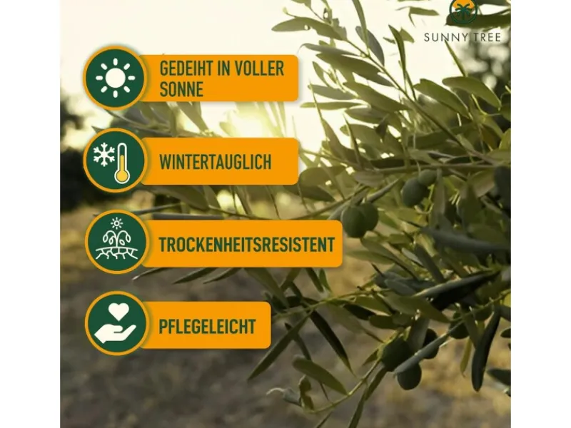 Sunny-Tree Olivenbaum Olea Europea In Strauchform Höhe 100-120 Cm Inkl. Topf Winterhart Bis -18° Immergrün< Töpfe