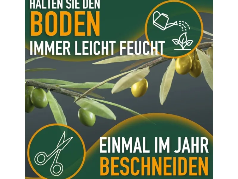 Sunny-Tree Olivenbaum Olea Europea In Strauchform Höhe 100-120 Cm Inkl. Topf Winterhart Bis -18° Immergrün< Töpfe