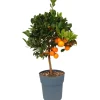 Clearance Sunny-Tree Orangenbaum Große 90 Zentimeter Citrus Sinensis Obstbaum Fruchtbildend 3 Jähriger Orangenbaum