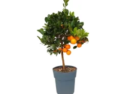 Clearance Sunny-Tree Orangenbaum Große 90 Zentimeter Citrus Sinensis Obstbaum Fruchtbildend 3 Jähriger Orangenbaum