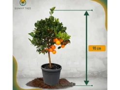 Clearance Sunny-Tree Orangenbaum Große 90 Zentimeter Citrus Sinensis Obstbaum Fruchtbildend 3 Jähriger Orangenbaum