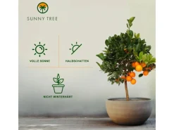 Clearance Sunny-Tree Orangenbaum Große 90 Zentimeter Citrus Sinensis Obstbaum Fruchtbildend 3 Jähriger Orangenbaum