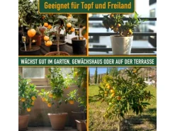 Clearance Sunny-Tree Orangenbaum Große 90 Zentimeter Citrus Sinensis Obstbaum Fruchtbildend 3 Jähriger Orangenbaum