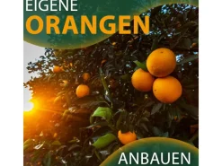 Clearance Sunny-Tree Orangenbaum Große 90 Zentimeter Citrus Sinensis Obstbaum Fruchtbildend 3 Jähriger Orangenbaum