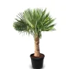 Töpfe<Sunny-Tree Trachycarpus Fortunei Chinesische Fächerpalme 160 cm, Stammhöhe 40 bis 50 cm Winterhart bis -18°C