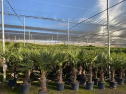 Töpfe<Sunny-Tree Trachycarpus Fortunei Chinesische Fächerpalme 160 cm, Stammhöhe 40 bis 50 cm Winterhart bis -18°C