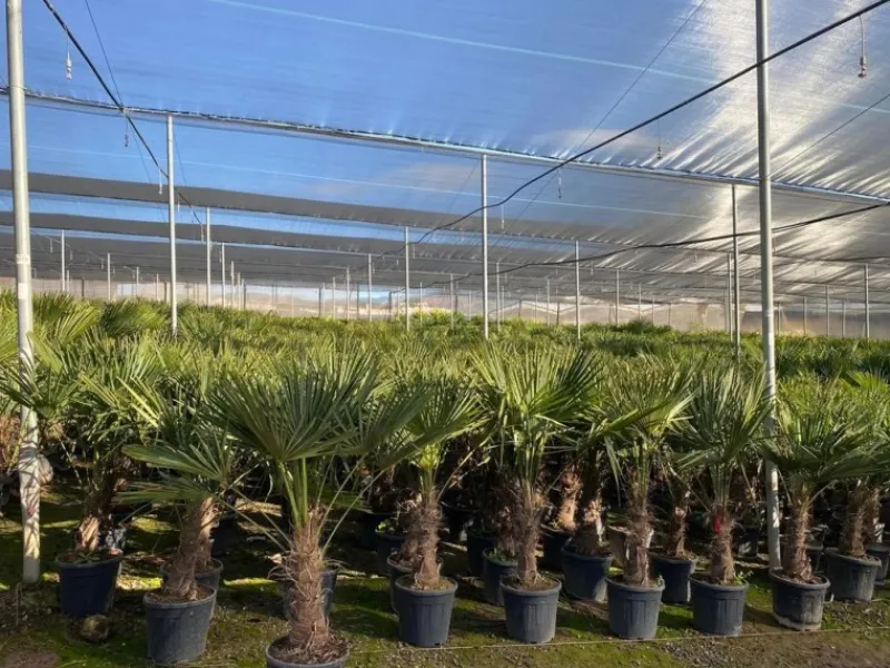 Töpfe<Sunny-Tree Trachycarpus Fortunei Chinesische Fächerpalme 160 cm, Stammhöhe 40 bis 50 cm Winterhart bis -18°C