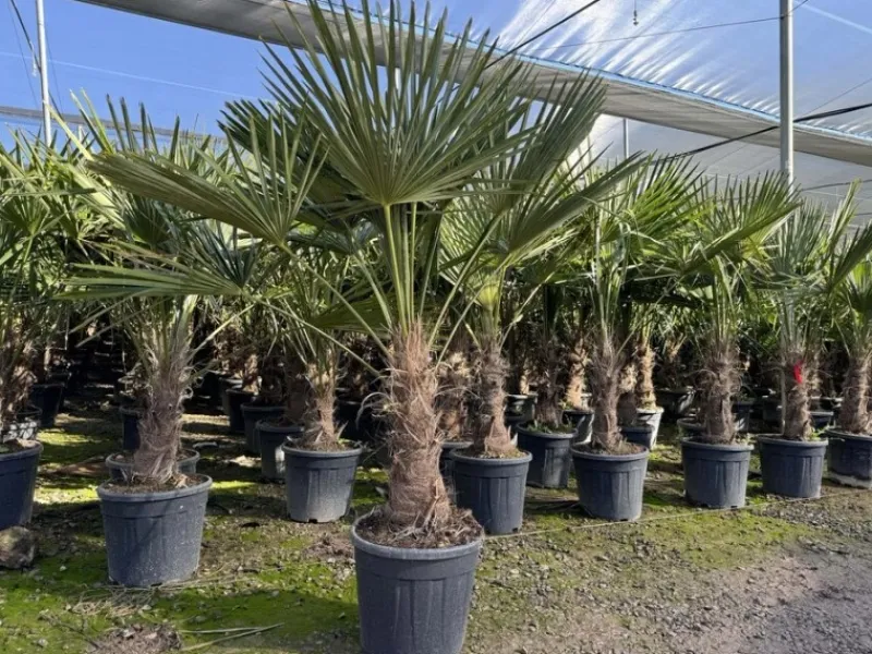 Töpfe<Sunny-Tree Trachycarpus Fortunei Chinesische Fächerpalme 160 cm, Stammhöhe 40 bis 50 cm Winterhart bis -18°C