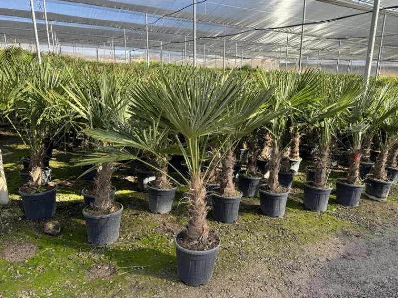Töpfe<Sunny-Tree Trachycarpus Fortunei Chinesische Fächerpalme 160 cm, Stammhöhe 40 bis 50 cm Winterhart bis -18°C