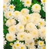 Tanacetum Parthenium Falsche Kamille Ca. 9x9 cm Topf