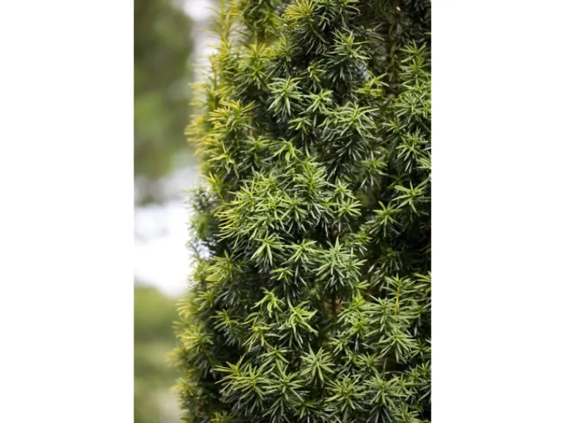 Töpfe<Taxus baccata 80-100 cm