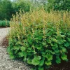 Clearance Tellima Grandiflora Falsche Alraunwurzel Ca. 9x9 cm Topf