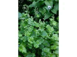 Clearance Tellima Grandiflora Falsche Alraunwurzel Ca. 9x9 cm Topf