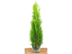Hot Thuja occidentalis 'Smaragd' 80-100 cm 2 Liter Container