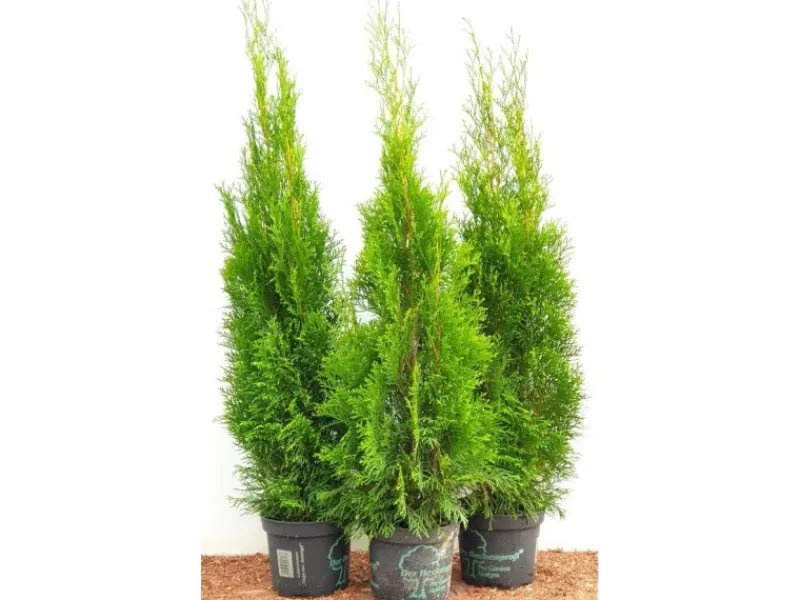 Thuja occidentalis 'Smaragd' 80-100 cm 5 Liter Container< Töpfe