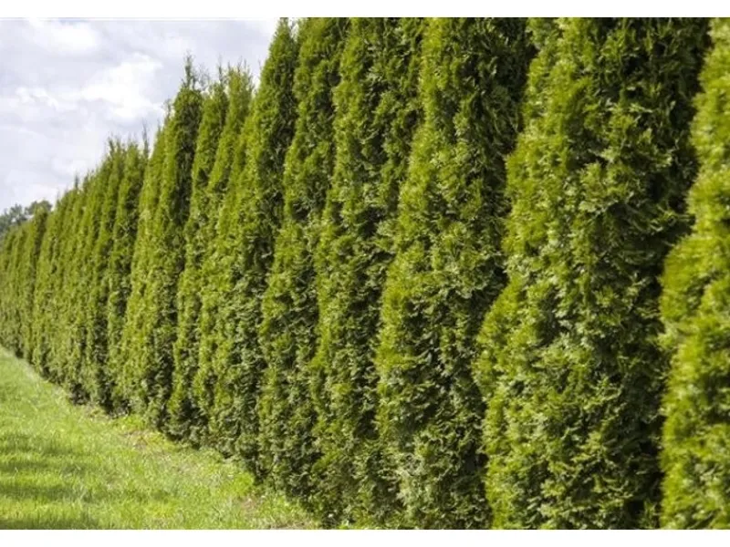 Thuja occidentalis 'Smaragd' 80-100 cm 5 Liter Container< Töpfe