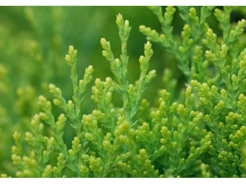 Thuja orientalis 'Aurea Nana' 30-40 cm< Töpfe