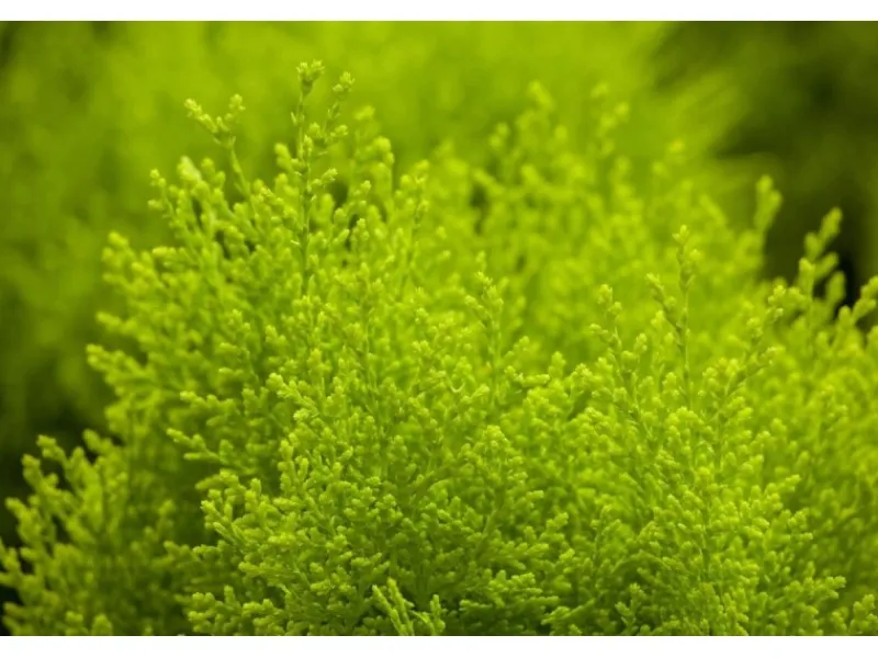 Thuja orientalis 'Aurea Nana' 30-40 cm< Töpfe
