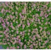 Töpfe<Thymus Praecox Purpurteppich Teppich-Thymian Purpur Ca. 9x9 cm Topf