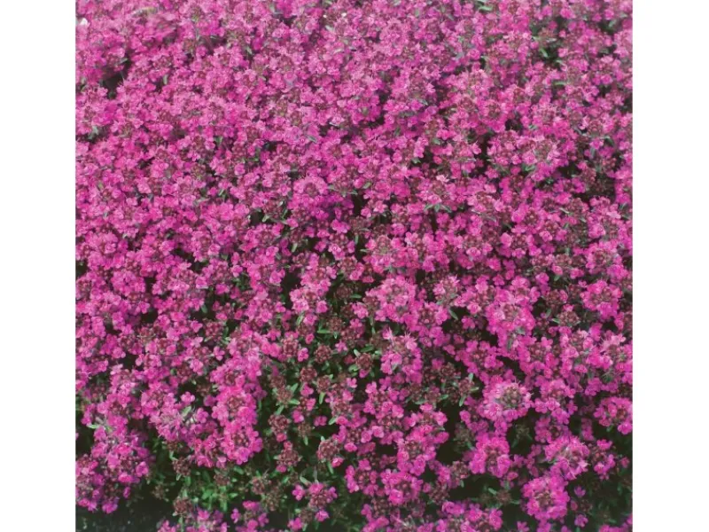 Thymus Praecox Red Carpet Teppich-Thymian Rotblühend Ca. 9x9 cm Topf< Töpfe