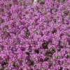Discount Thymus Serpyllum Creeping Red Sand-Thymian Rotblühend Ca. 9x9 cm Topf