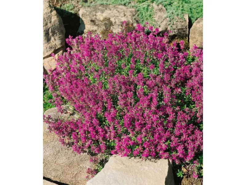 Discount Thymus Serpyllum Creeping Red Sand-Thymian Rotblühend Ca. 9x9 cm Topf