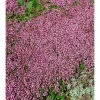 Sale Thymus Serpyllum Pink Chintz Sand-Thymian Rosa Ca. 9x9 cm Topf
