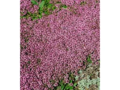 Sale Thymus Serpyllum Pink Chintz Sand-Thymian Rosa Ca. 9x9 cm Topf