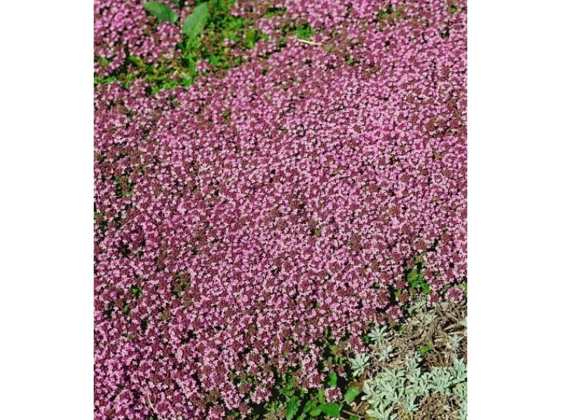 Sale Thymus Serpyllum Pink Chintz Sand-Thymian Rosa Ca. 9x9 cm Topf
