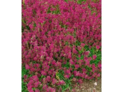 Sale Thymus Serpyllum Pink Chintz Sand-Thymian Rosa Ca. 9x9 cm Topf