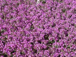 Clearance Thymus Serpyllum Sand-Thymian Aromatisch Ca. 9x9 cm Topf