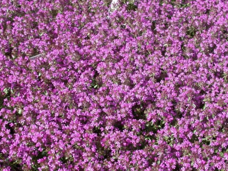 Clearance Thymus Serpyllum Sand-Thymian Aromatisch Ca. 9x9 cm Topf