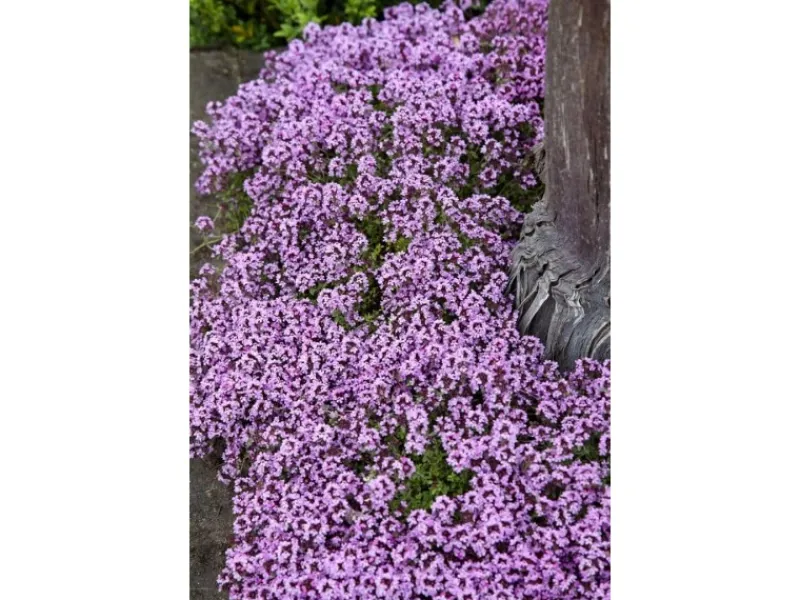Clearance Thymus Serpyllum Sand-Thymian Aromatisch Ca. 9x9 cm Topf